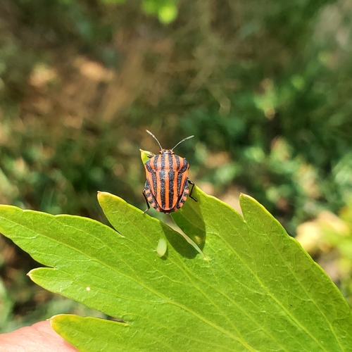 European Striped Shield Bug