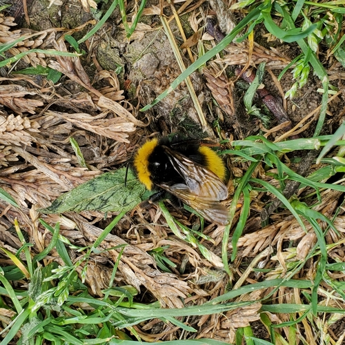 Blood-tailed Bumble Bee