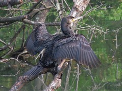 Phalacrocorax carbo