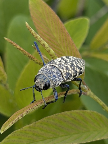 Lampetis drummondi