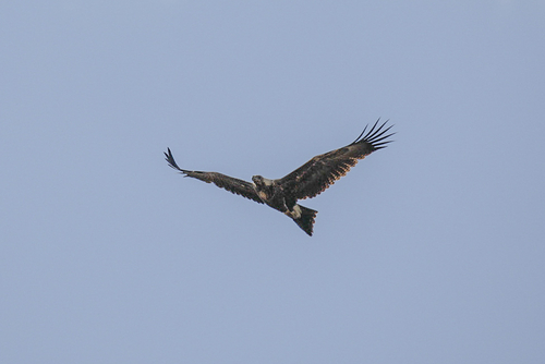 Mainland Wedge-tailed Eagle