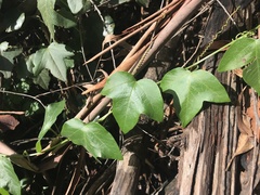 Passiflora herbertiana herbertiana