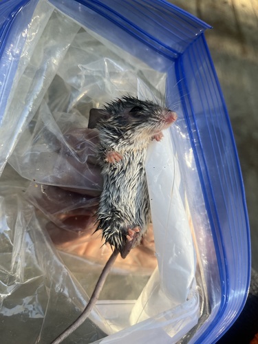 iNaturalist observation photo of Brush Deermouse