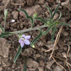 Convolvulus simulans