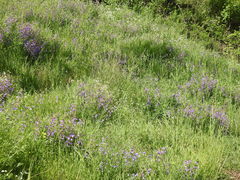 Lathyrus spathulatus