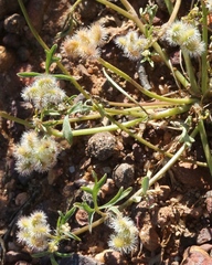 Trachymene cyanopetala