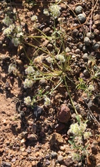 Trachymene cyanopetala