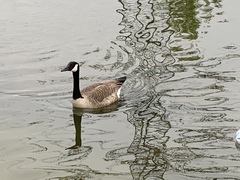 Branta canadensis