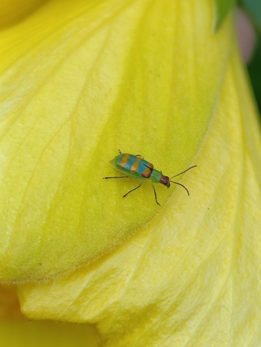 Diabrotica speciosa
