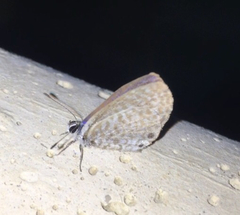 Leptotes cassius cassidula