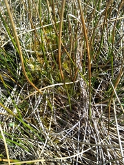 Juncus subnodulosus