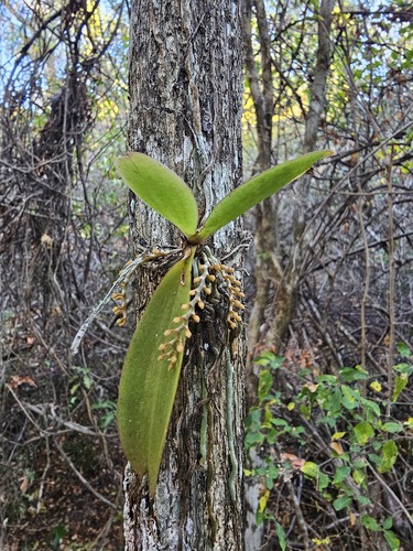 Aerangis divitiflora (Schltr.) P.J.Cribb & Carlsward 2