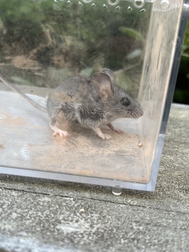 iNaturalist observation photo of Brush Deermouse