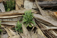 Gentiana bambuseti
