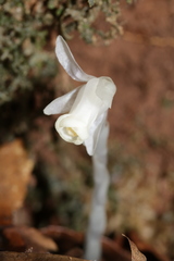 Monotropastrum humile glaberrimum