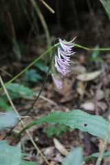 Cremastra appendiculata