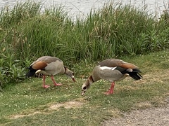 Alopochen aegyptiaca