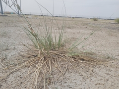 Cyperus conglomeratus