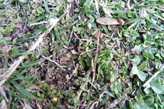 Oxalis exilis