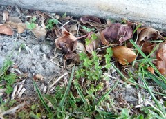 Oxalis exilis