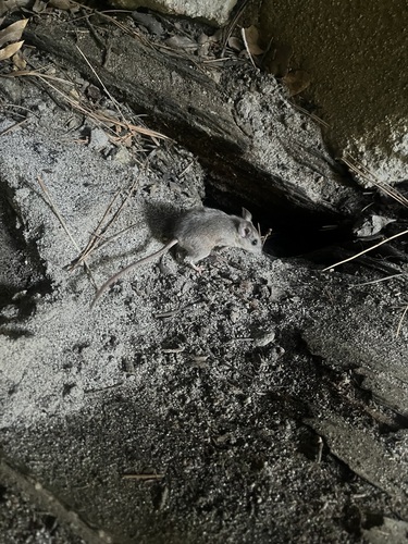 iNaturalist observation photo of Gambel's Deer Mouse