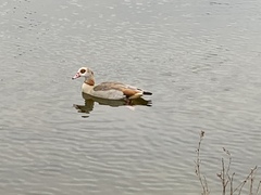 Alopochen aegyptiaca