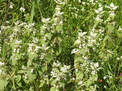 Lamium moschatum