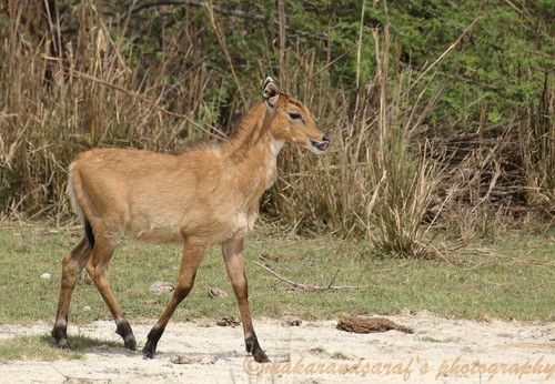 Nilgai