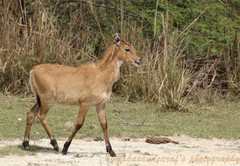 Nilgai photo 4