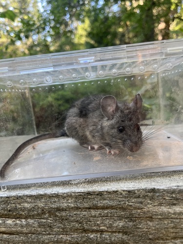 iNaturalist observation photo of Dusky-footed Woodrat