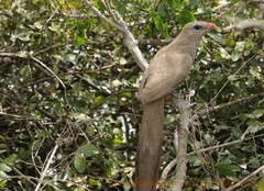 Taccocua leschenaultii