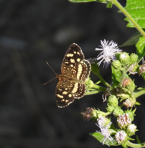 Pale-banded Crescent photo 4