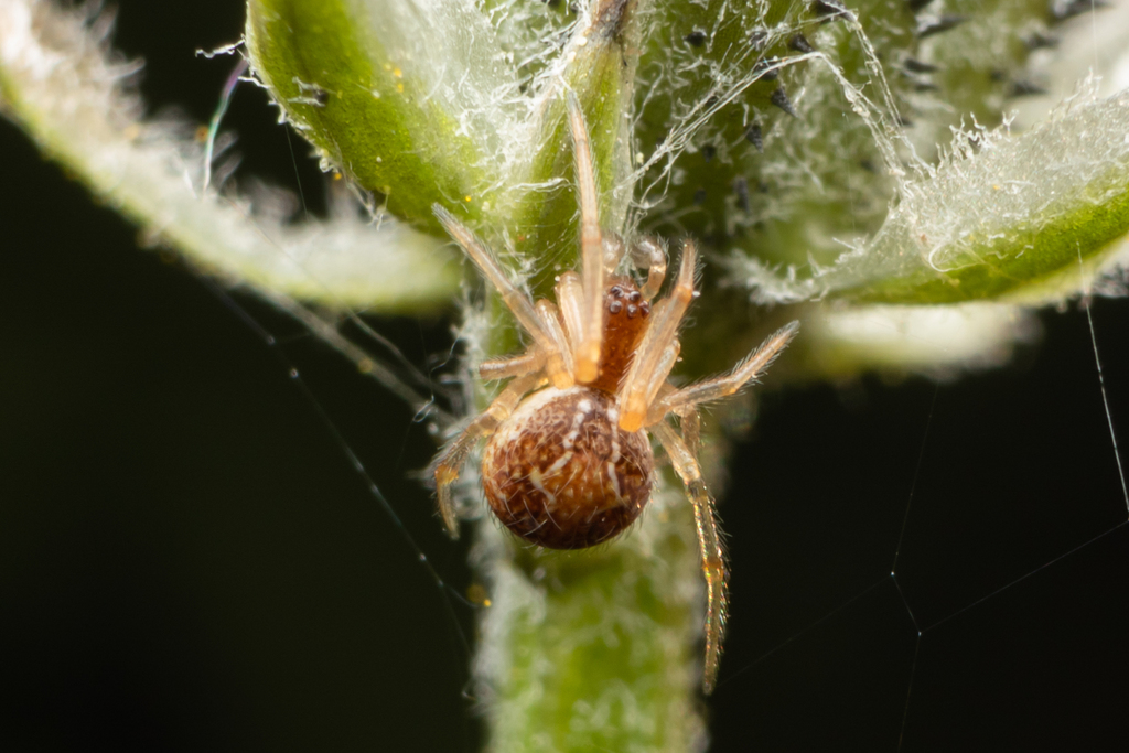 Witvlekheidekogelspin, photo 1 of 10