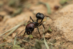 Messor barbarus