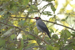 Acridotheres ginginianus