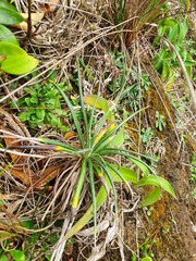 Celmisia major major