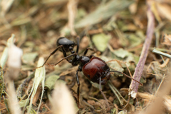 Messor barbarus