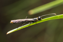Calameuta variabilis