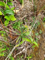 Celmisia major major