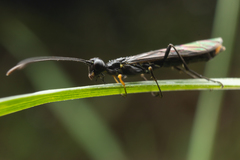 Calameuta variabilis