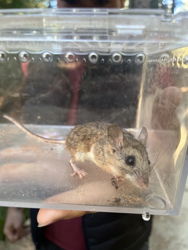 iNaturalist observation photo of Gambel's Deer Mouse