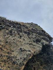 Celmisia major major