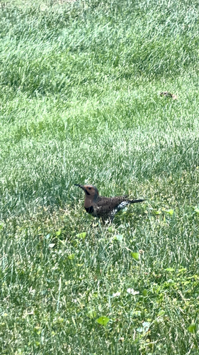 Northern Flicker