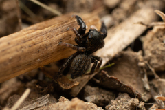 Euophrys herbigrada