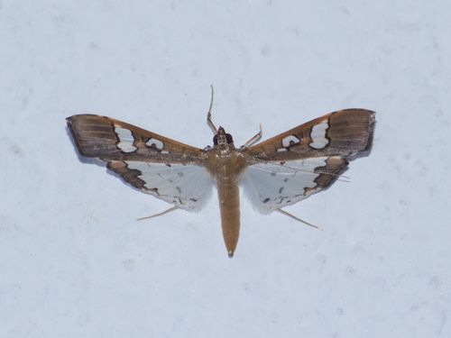 Mung Bean Moth