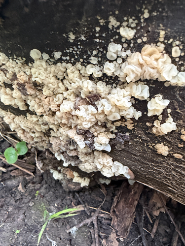 white jelly fungus