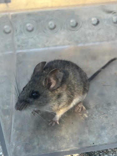 iNaturalist observation photo of Brush Deermouse