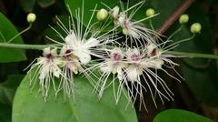Capparis sabiifolia