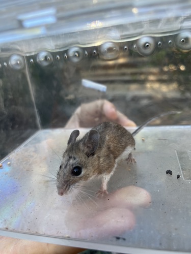 iNaturalist observation photo of Gambel's Deer Mouse