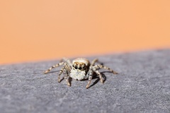 Menemerus semilimbatus